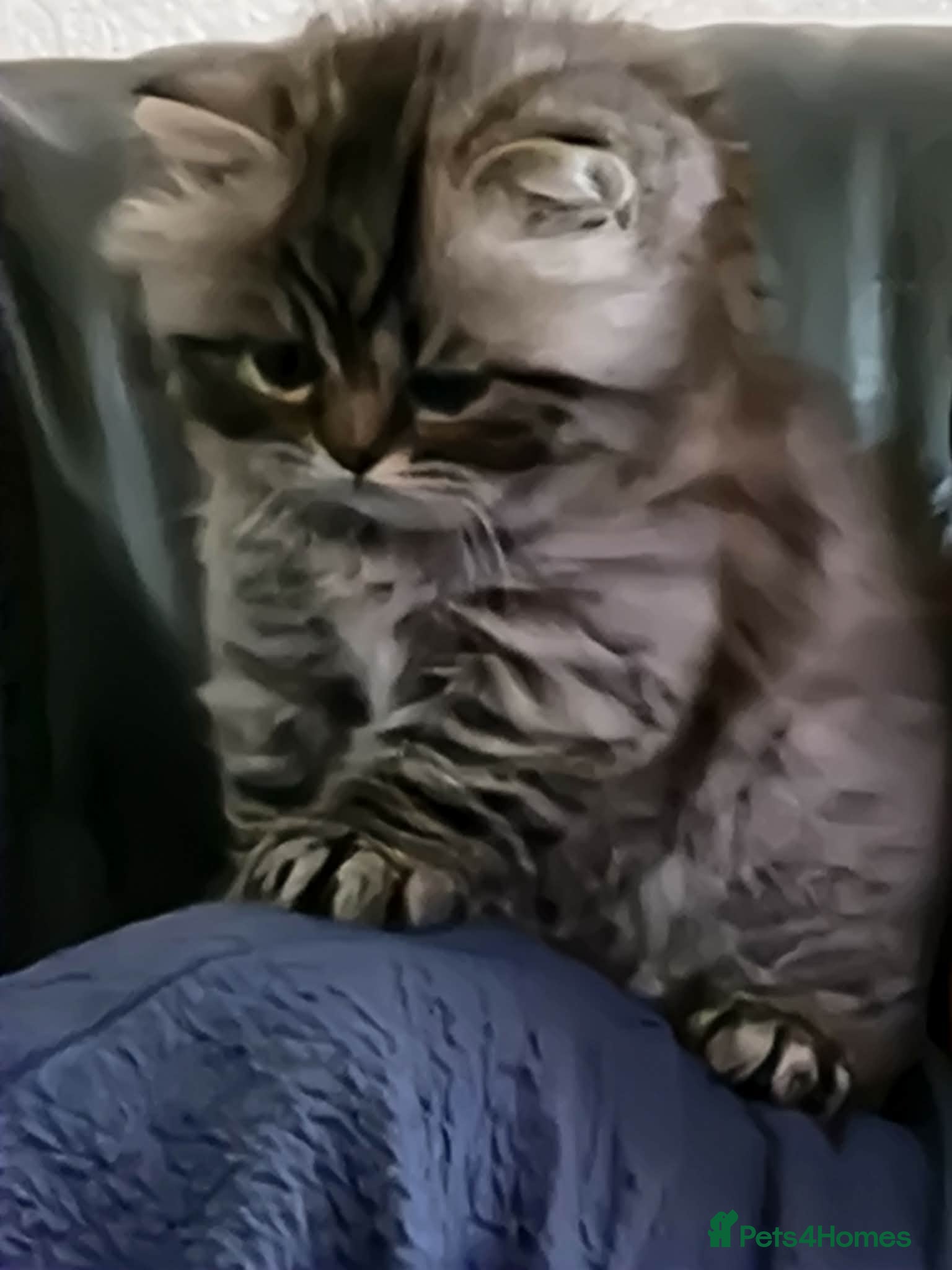 British Longhair cats Gorgeous British Longhair Girl – Ready Now - Advert 1