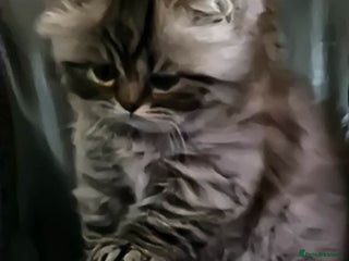 British Longhair cats Gorgeous British Longhair Girl – Ready Now - Advert 2