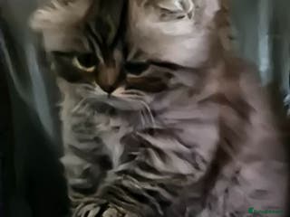 British Longhair cats Gorgeous British Longhair Girl – Ready Now - Advert 2