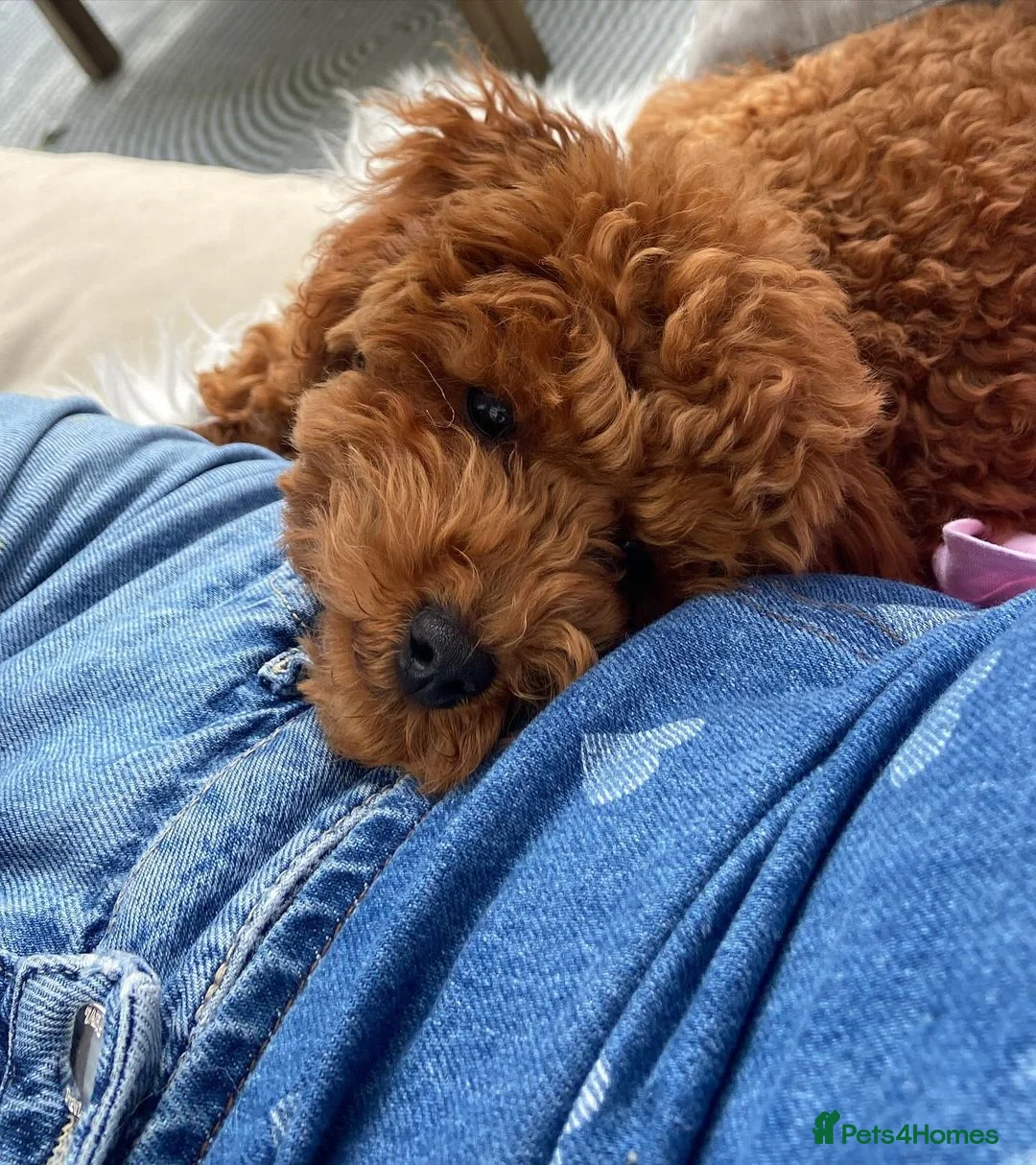 Toy Poodle dogs for sale: Milo Beautiful Male Toy Poodle Puppy - Advert 2