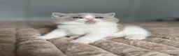 British Shorthair cats for sale: TICA reg lilac bi colours ready from 10 December  - Advert 5