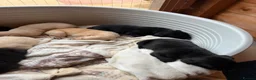 Mixed Breed dogs for sale: Puppy’s  in Oakham - Advert 7