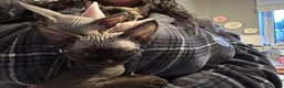 Devon Rex cats for sale: Fife reg Devon Rex kittens  - Advert 7