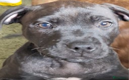 Staffordshire Bull Terrier dogs for sale: Beautiful Staffy Girl - Image 11