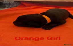 Mixed Breed dogs for sale: Golden Shepherd puppies  - Image 22