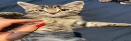 Bengal cats for sale: Bengal x kittens - Advert 10