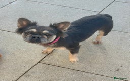 French Bulldog dogs for sale: Fluffy Frenchie  - Image 1