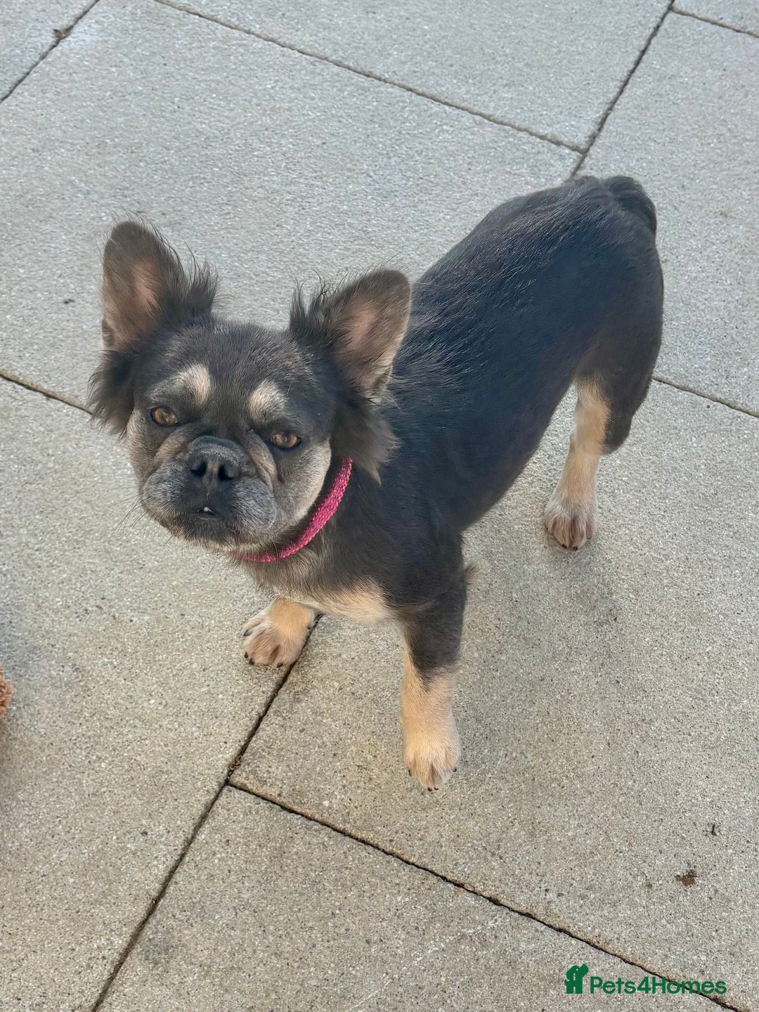 French Bulldog dogs for sale: Fluffy Frenchie  - Image 1