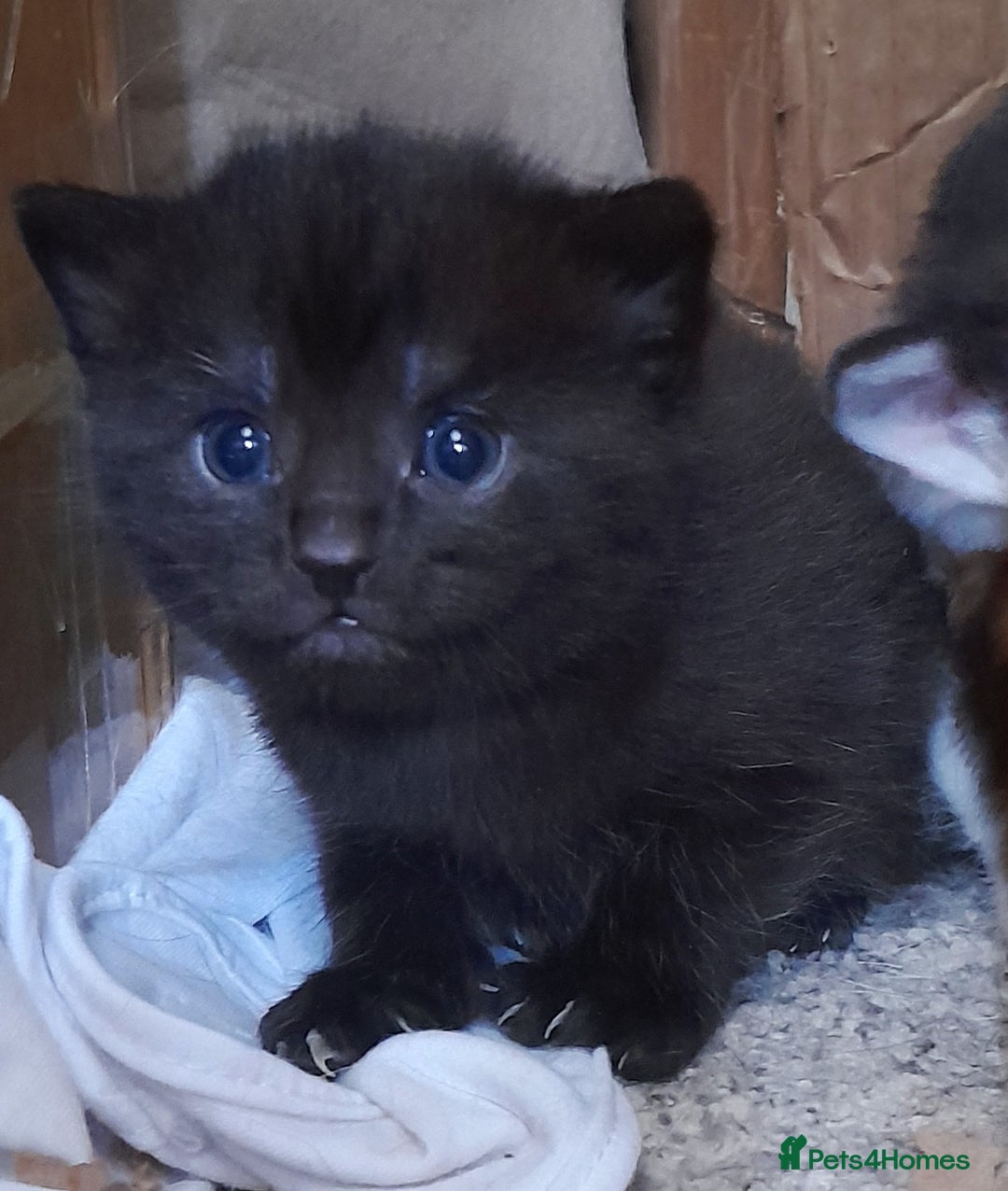 Mixed Breed cats for sale: 4 beautiful kittens for good home - Image 2