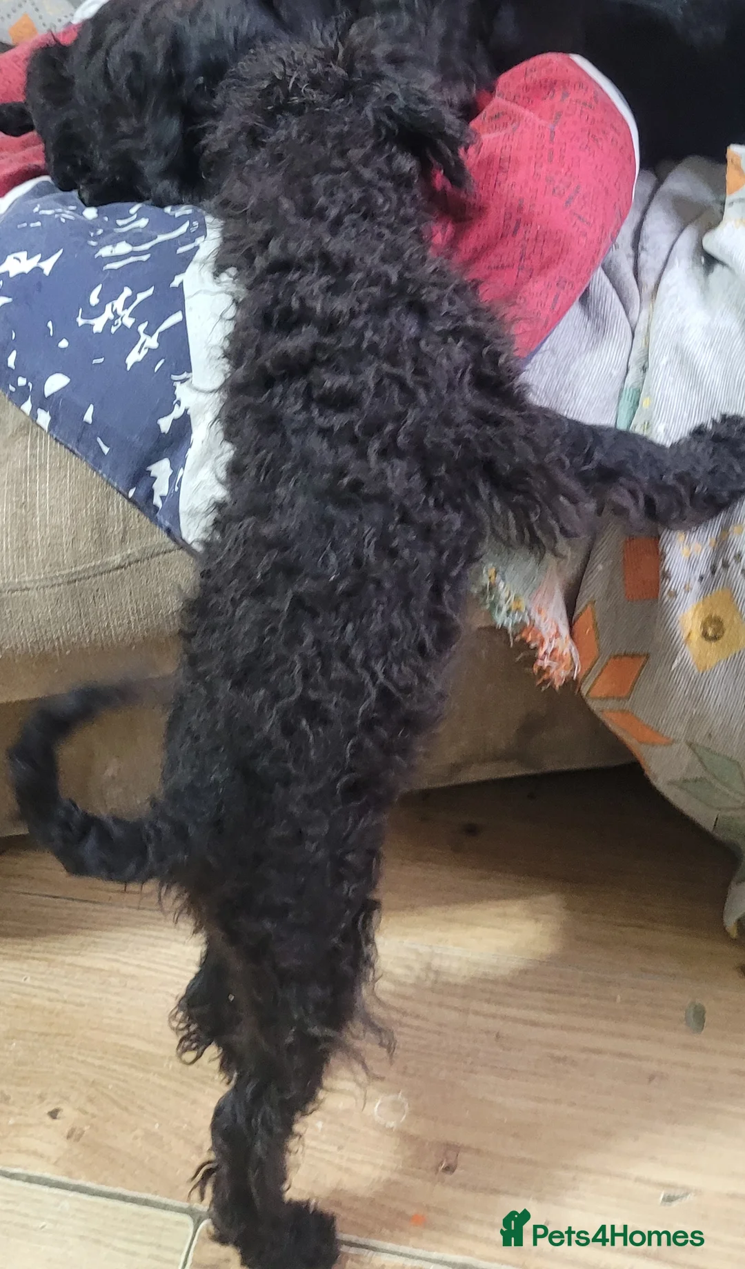 Labradoodle dogs for sale: Labradoodle puppies - Advert 31