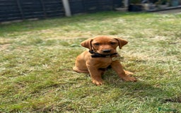 Labrador Retriever dogs for stud: Dark Fox Red KC fox red Labrador for Stud in Hereford - Image 31