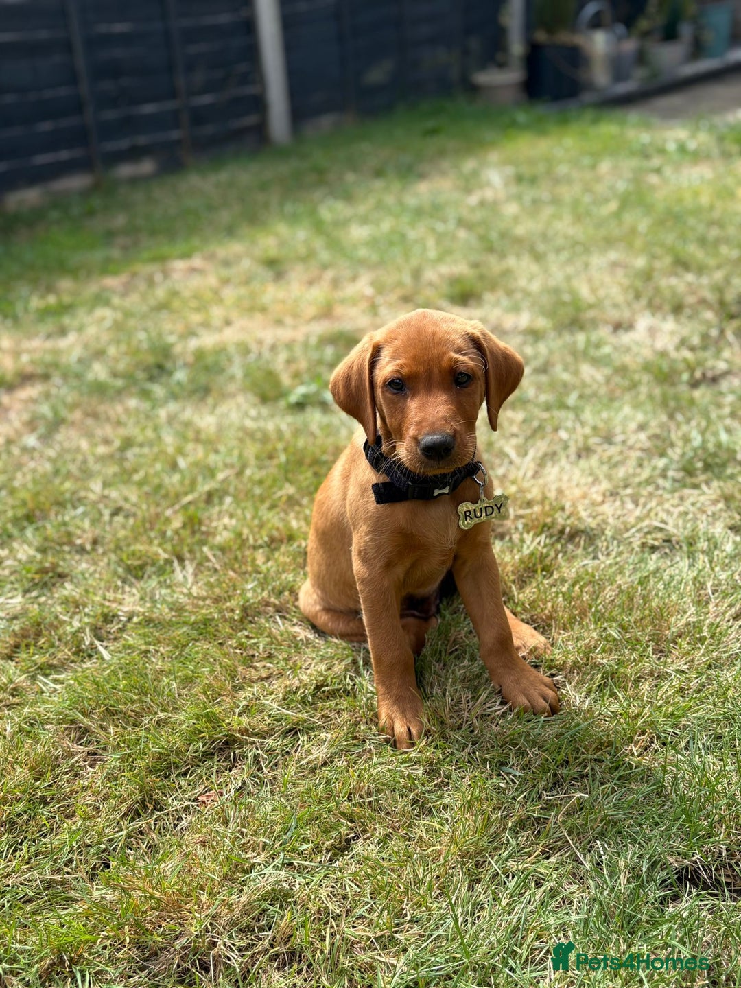 Labrador Retriever dogs for stud: Dark Fox Red KC fox red Labrador for Stud in Hereford - Image 31