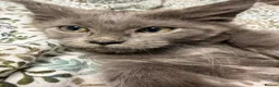 Maine Coon cats for sale: Gorgeous XL Russian line Maine Coon Kittens - Advert 27