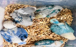 Lovebirds birds for sale: Handreared mutation lovebirds for sale  - Image 2
