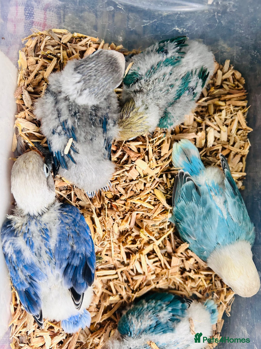 Lovebirds birds for sale: Handreared mutation lovebirds for sale  - Image 2