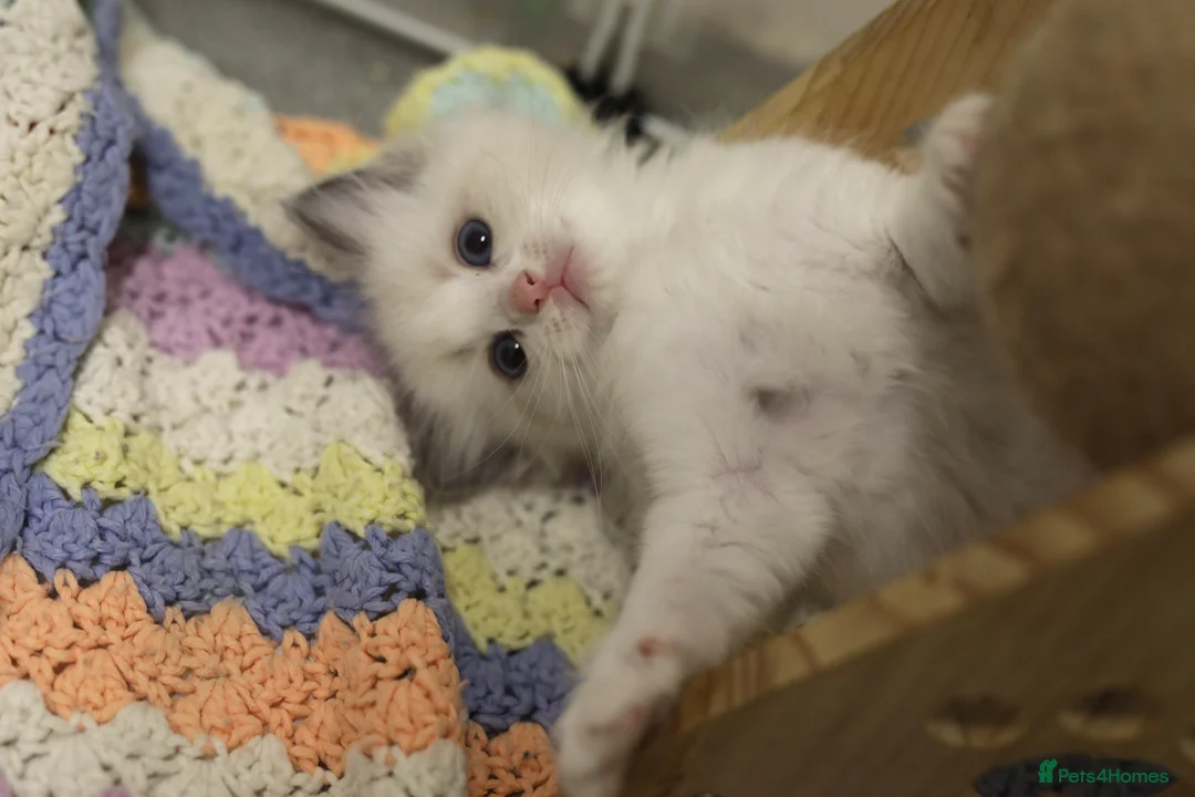 Ragdoll cats for sale: Ragdoll kittens bi color - Advert 13