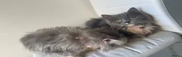 Persian cats for sale: sweetest Persian Kittens you’ve ever met - Advert 9