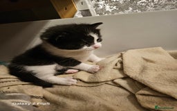 Mixed Breed cats for sale: Fluffy black and white. - Image 6