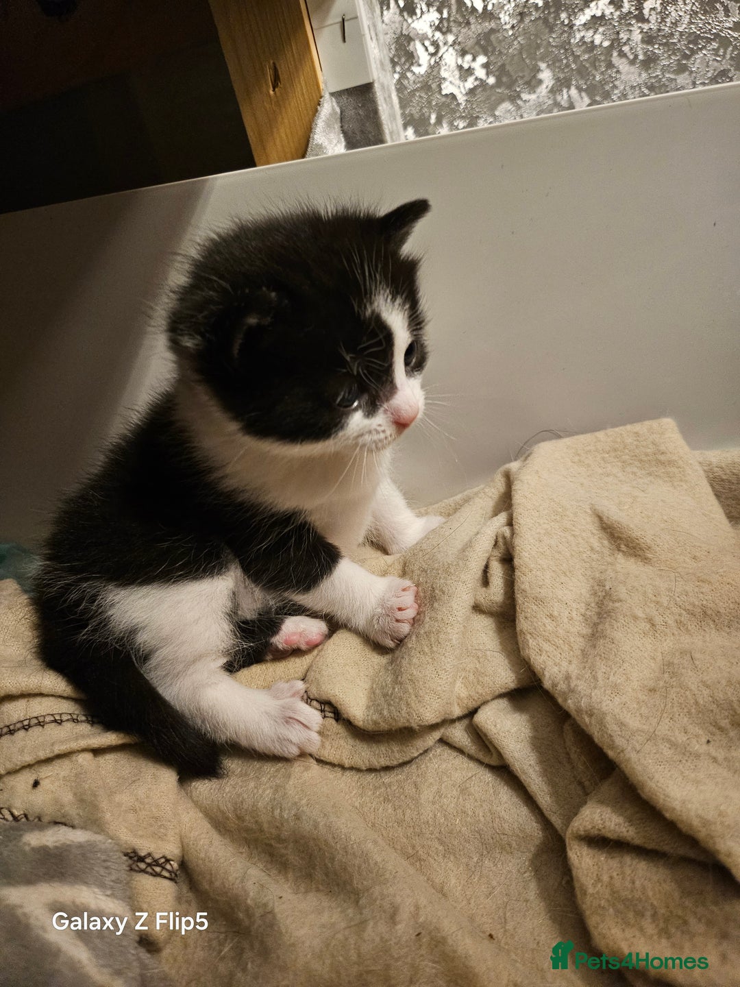 Mixed Breed cats for sale: Fluffy black and white. - Image 6