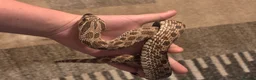 Snake reptiles for sale: Female western hognose  - Advert 2