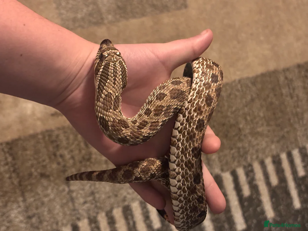 Snake reptiles for sale: Female western hognose  - Advert 2
