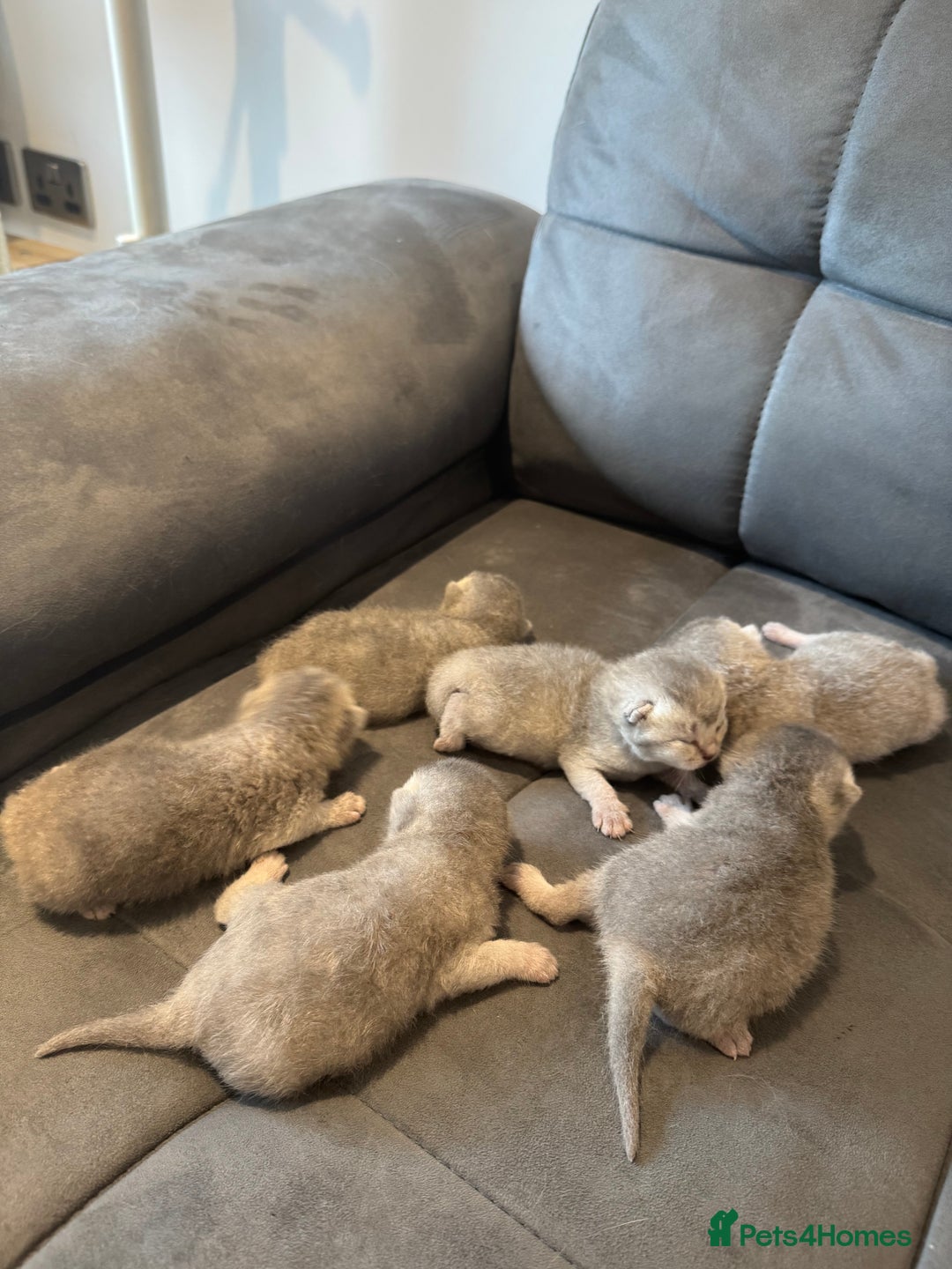 British Shorthair cats for sale: 6 BSH kittens for sale - Image 1