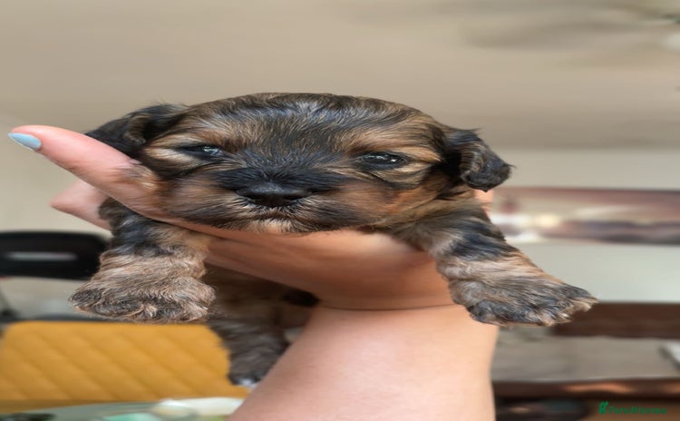 Mixed Breed dogs - Advert 1