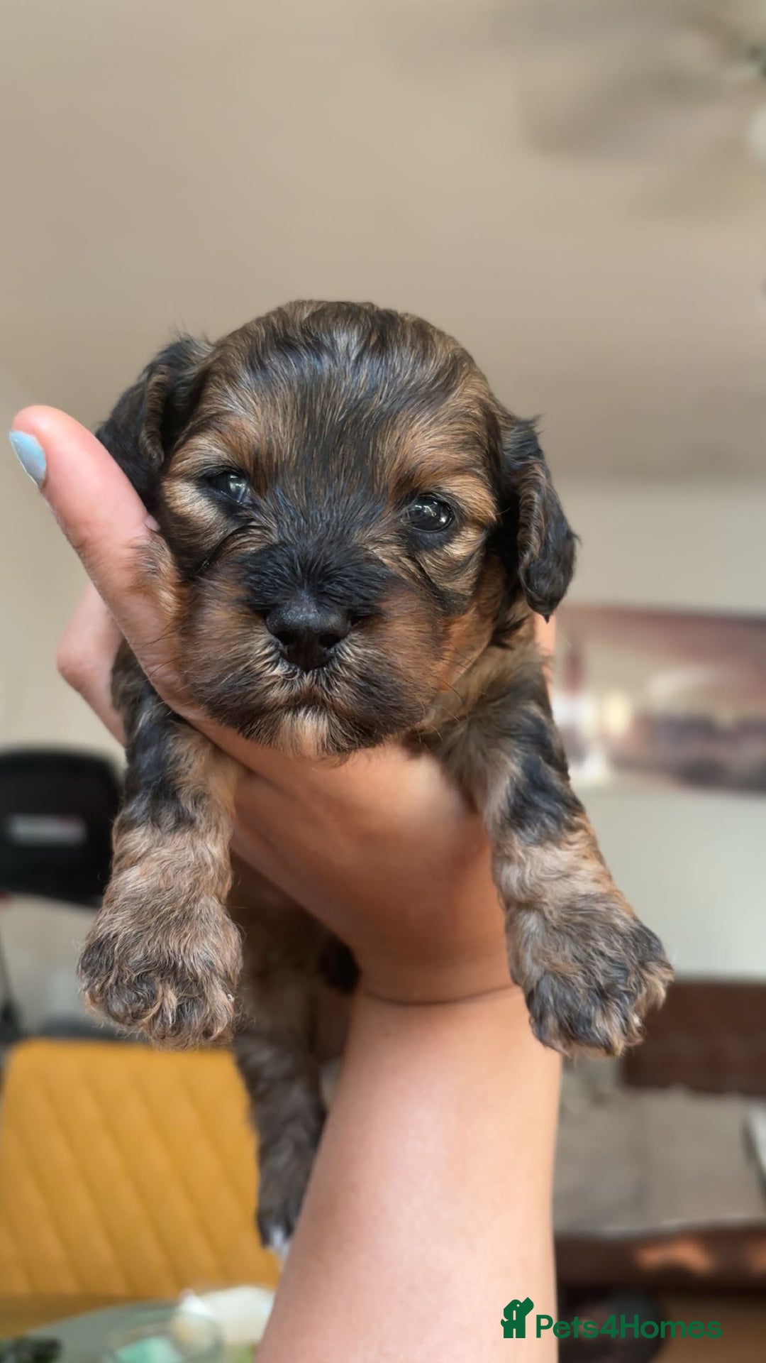 Mixed Breed dogs for sale: 🐶 Cockapoo × Shih Tzu Puppies Ready September  - Image 1