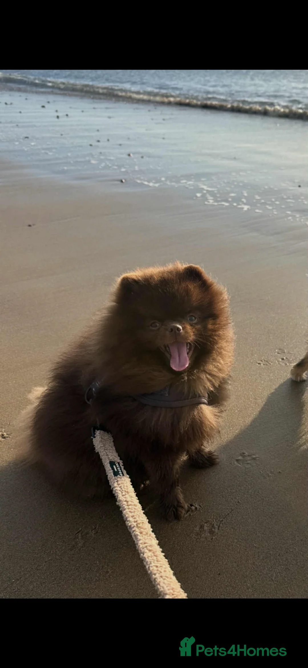 Pomeranian dogs for sale: Pomeranian puppy’s  - Advert 2