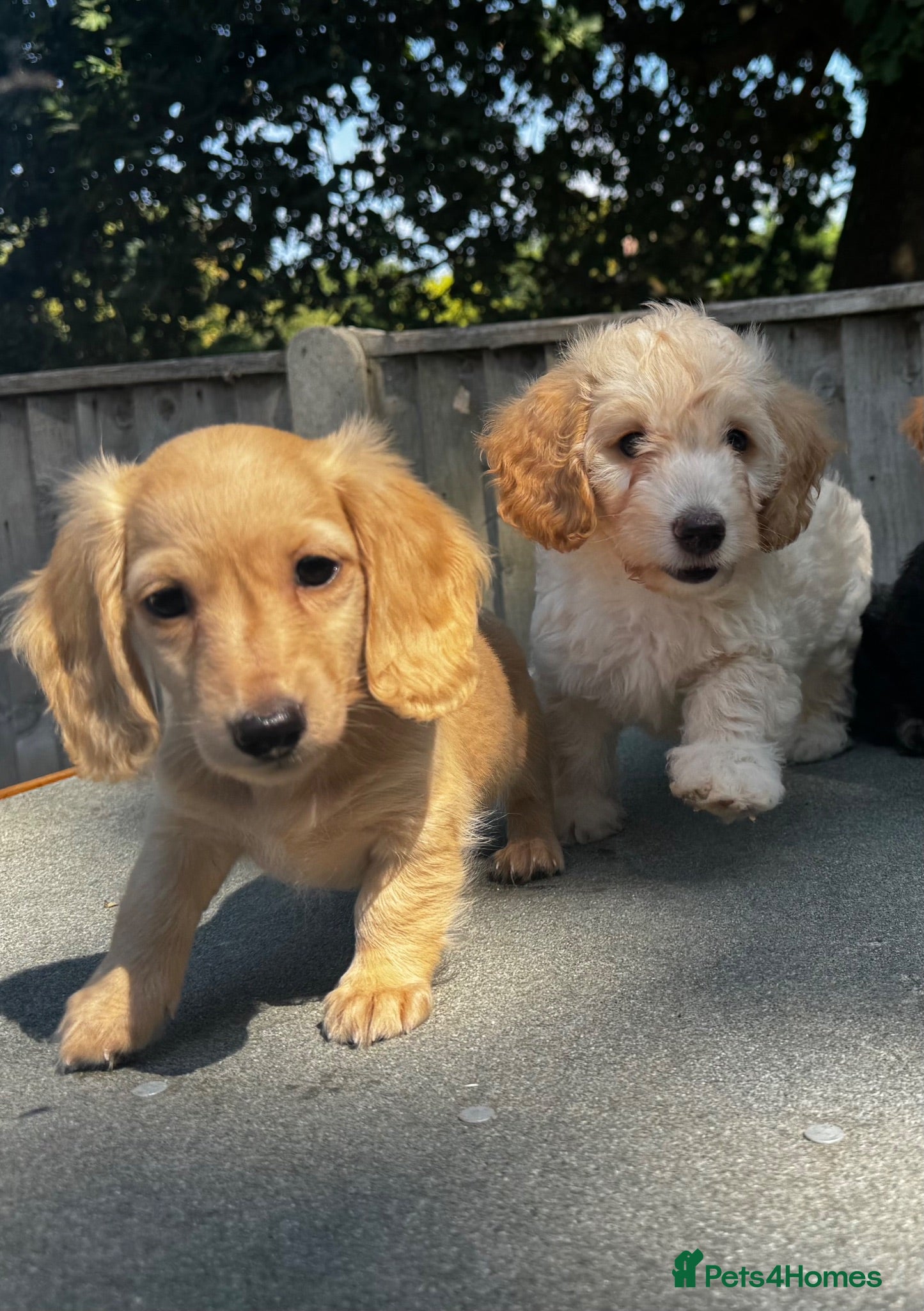 Doxiepoo dogs Doxiepoos Miniature dachshund x toy poodle  - Advert 2