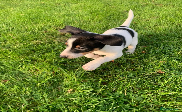 Jack Russell dogs - Advert 2