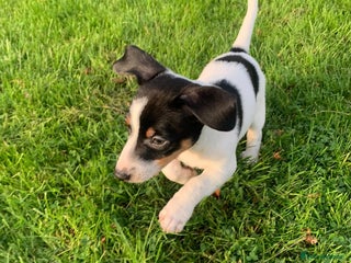 Jack Russell dogs - Advert 11