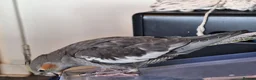 Cockatiels birds for sale: 2 Baby cockatiel boys in Liverpool area for sale - Advert 4