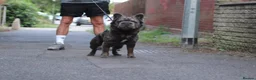 French Bulldog dogs for stud:  **  Fluffy Frenchie Stud  in Birmingham - Advert 4