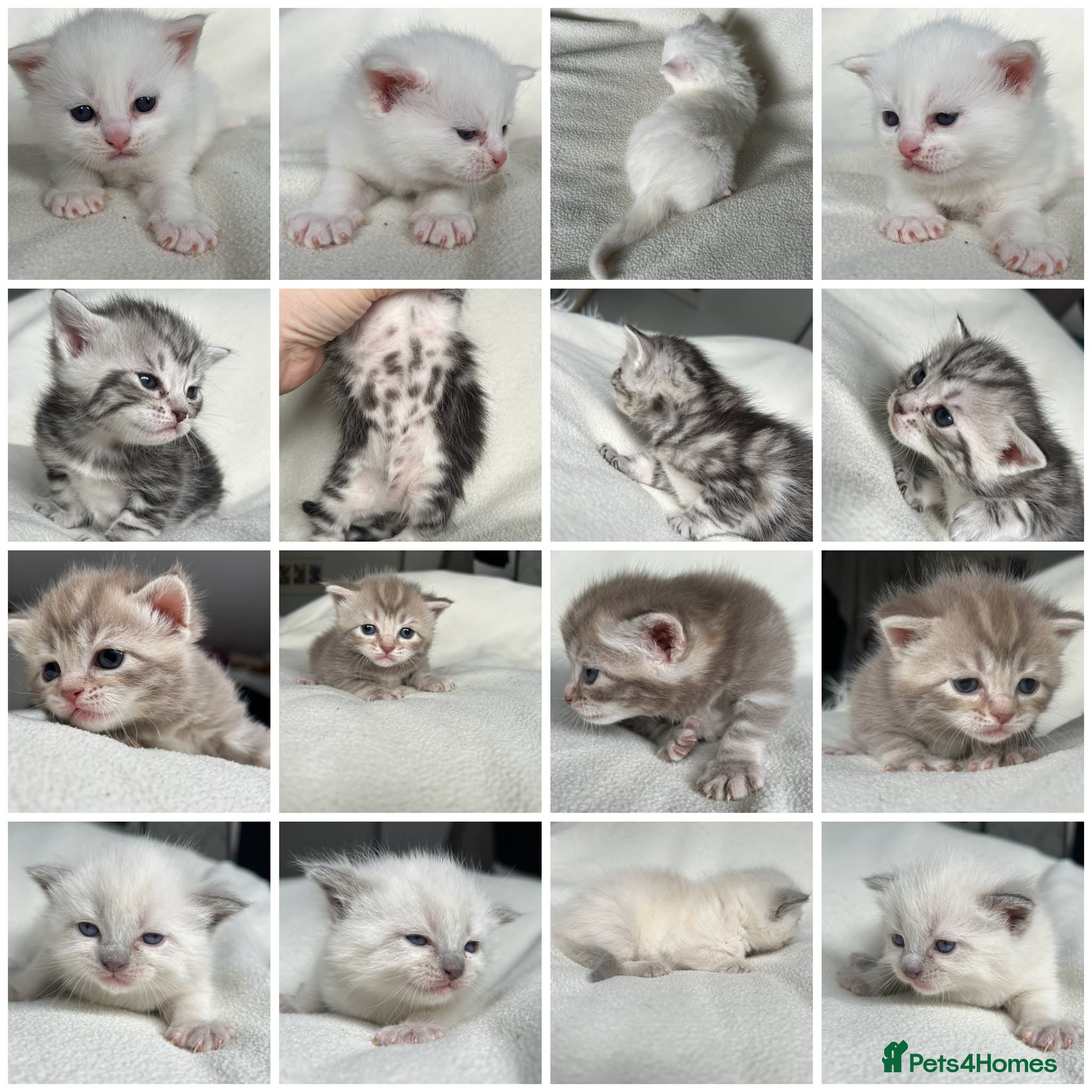British Shorthair cats NORWEGIAN FOREST CAT X BRITISH SHORTHAIR KITTENS  - Advert 6