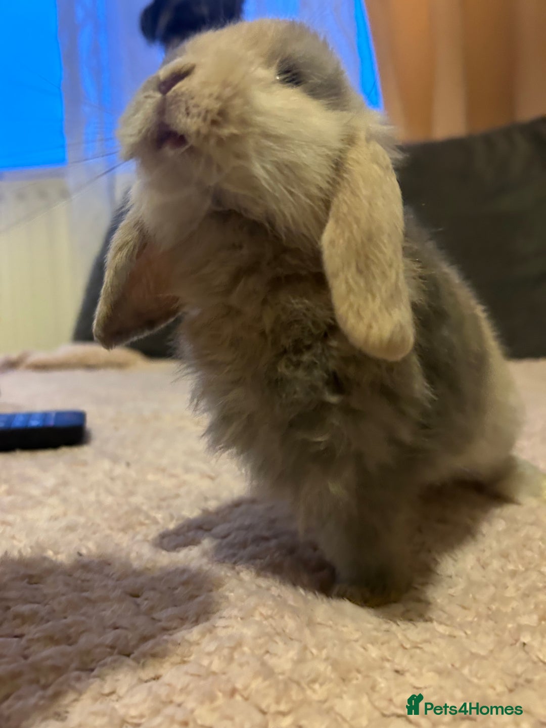 Mini Lop rabbits for sale: Mini lop Baby bunnies  - Advert 5