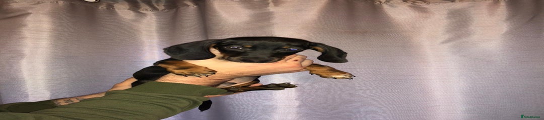 Dachshund Puppy 2