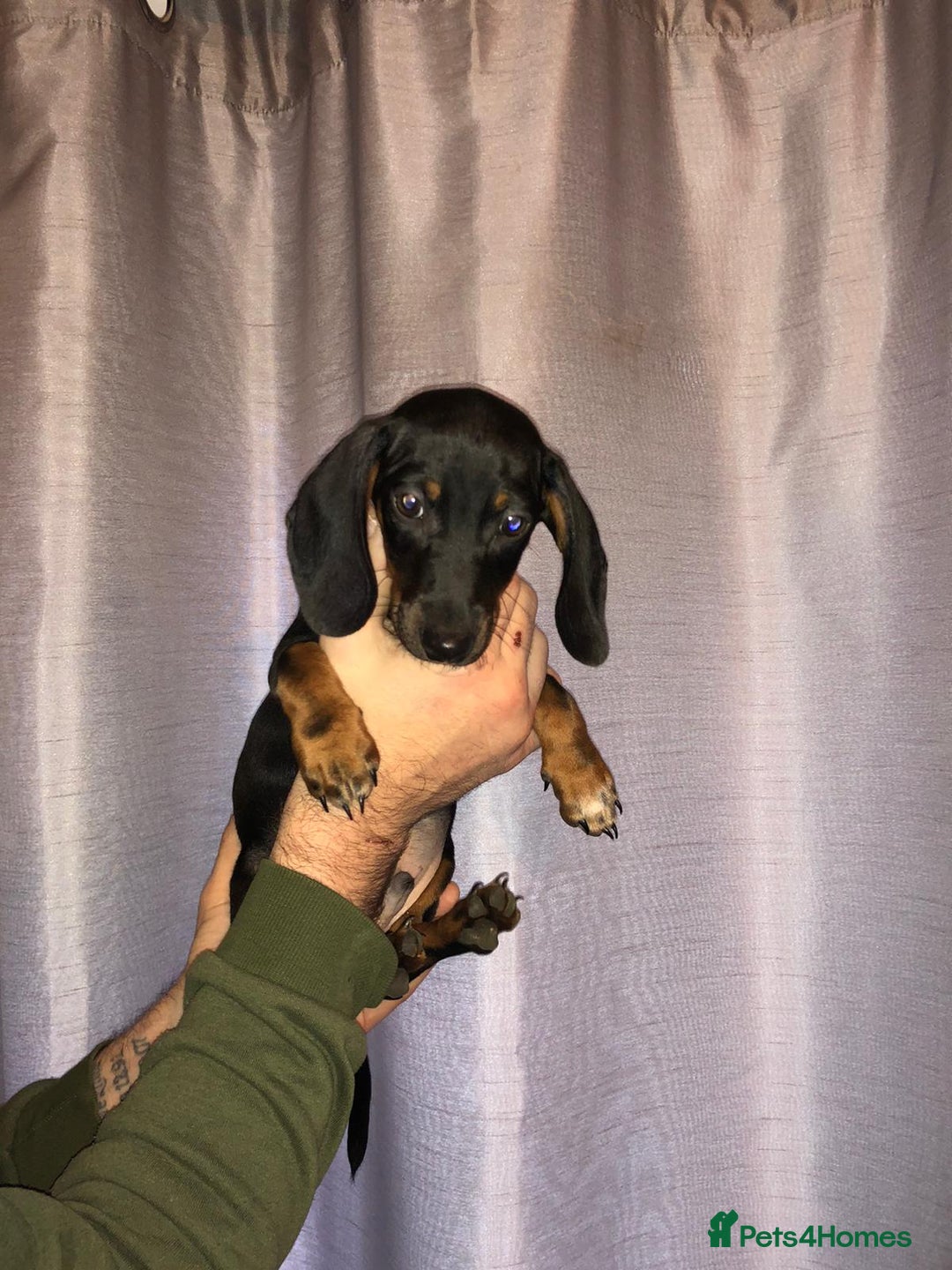 Dachshund dogs for sale: Dachshund boys ready to leave - Image 4