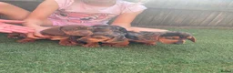 Dachshund dogs for sale: Dchshund miniature - Advert 5