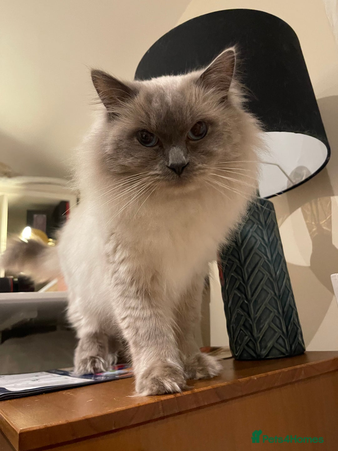 Ragdoll cats for sale: Beautiful Ragdoll Male - Advert 3