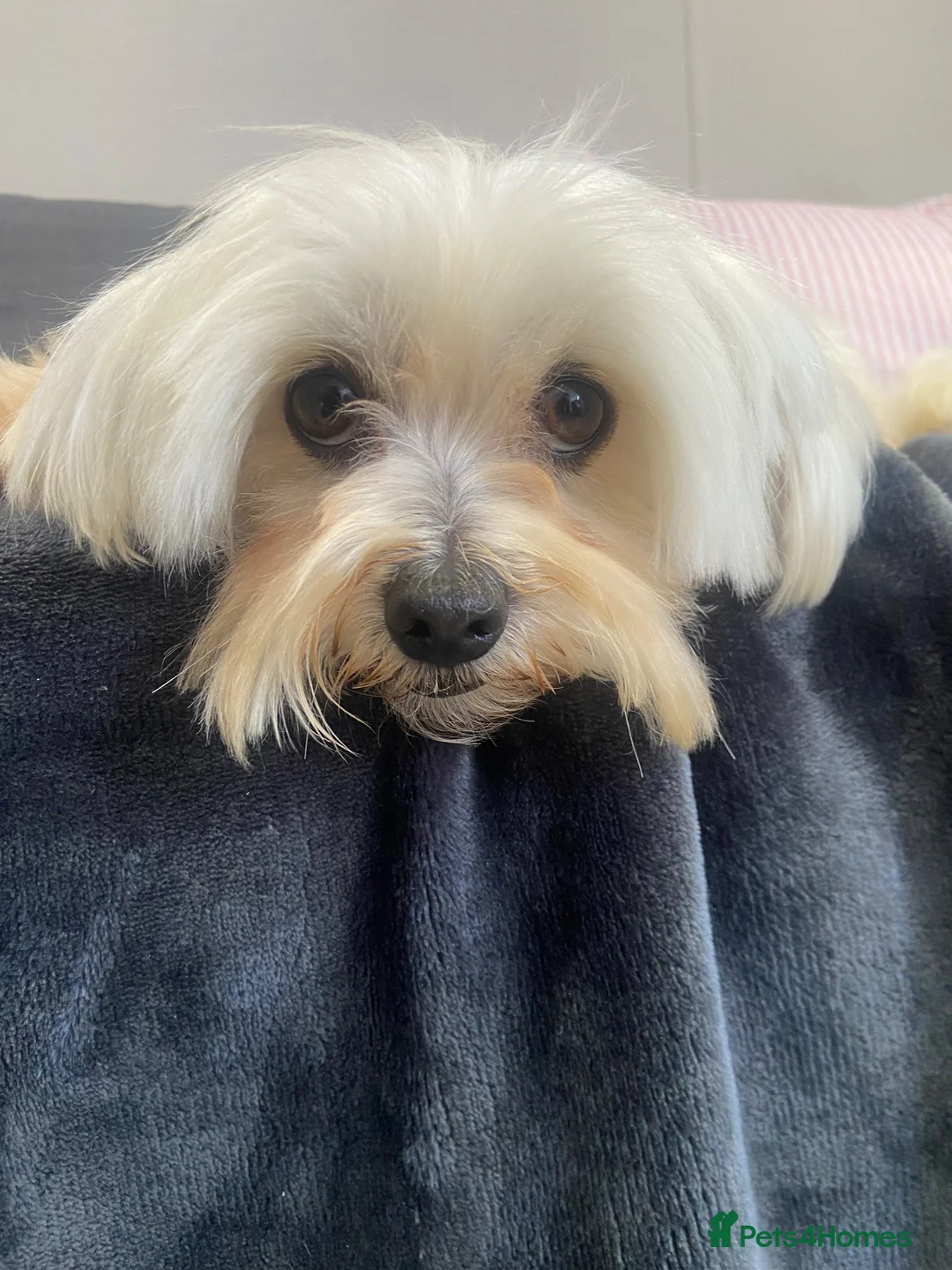 Maltipoo dogs for sale: Happy,loving affectionate Health Tested Maltipoo’s - Advert 40