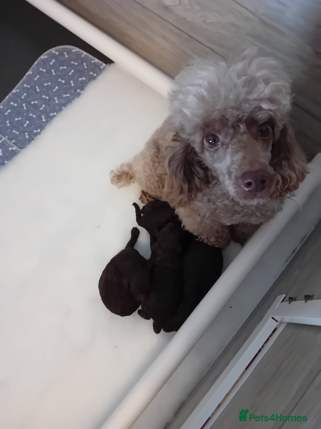 Toy Poodle dogs for sale: Toy poodle  - Image 5