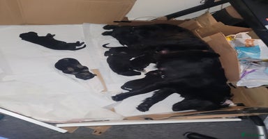 Mixed Breed dogs - Advert 4