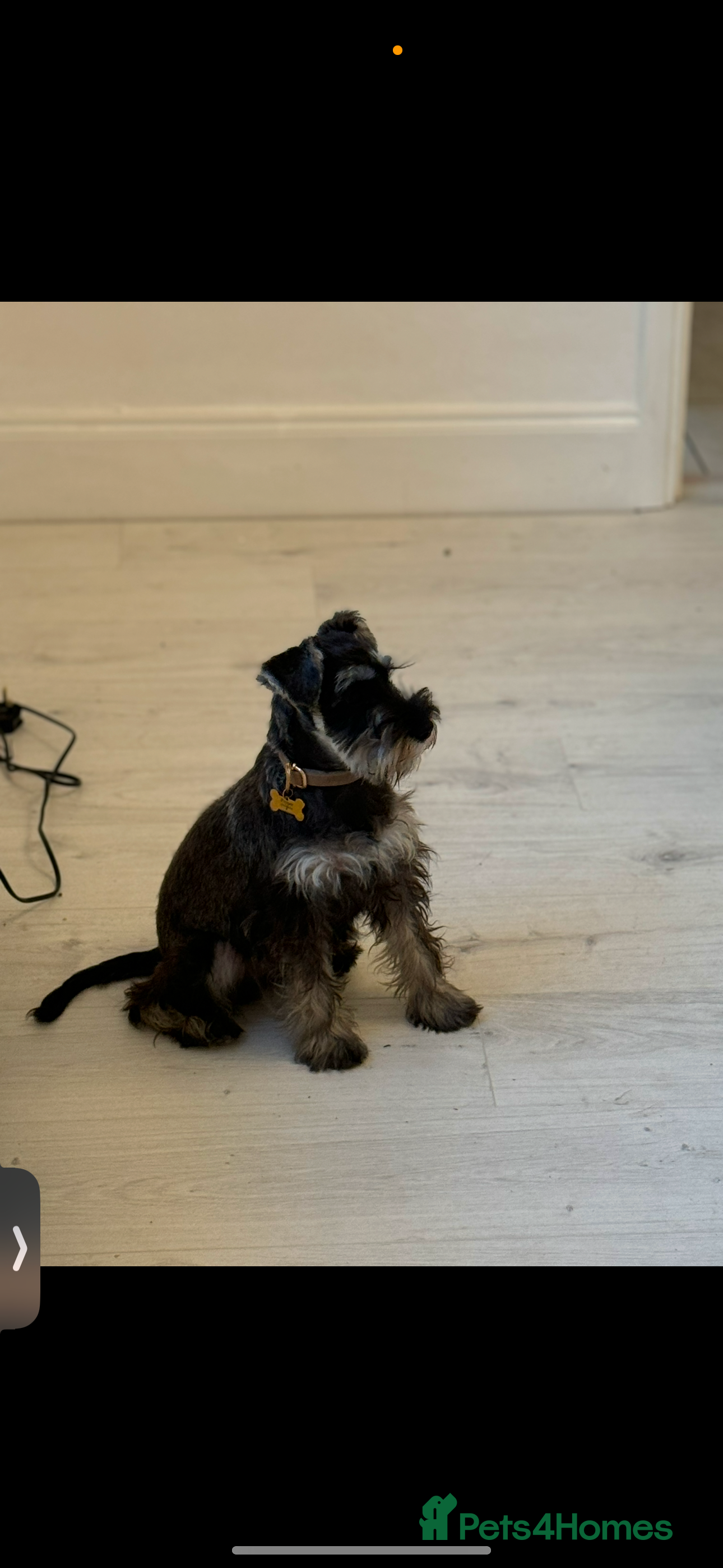 Miniature Schnauzer dogs MINIATURE SCHNAUZER PUPPIES - Advert 3