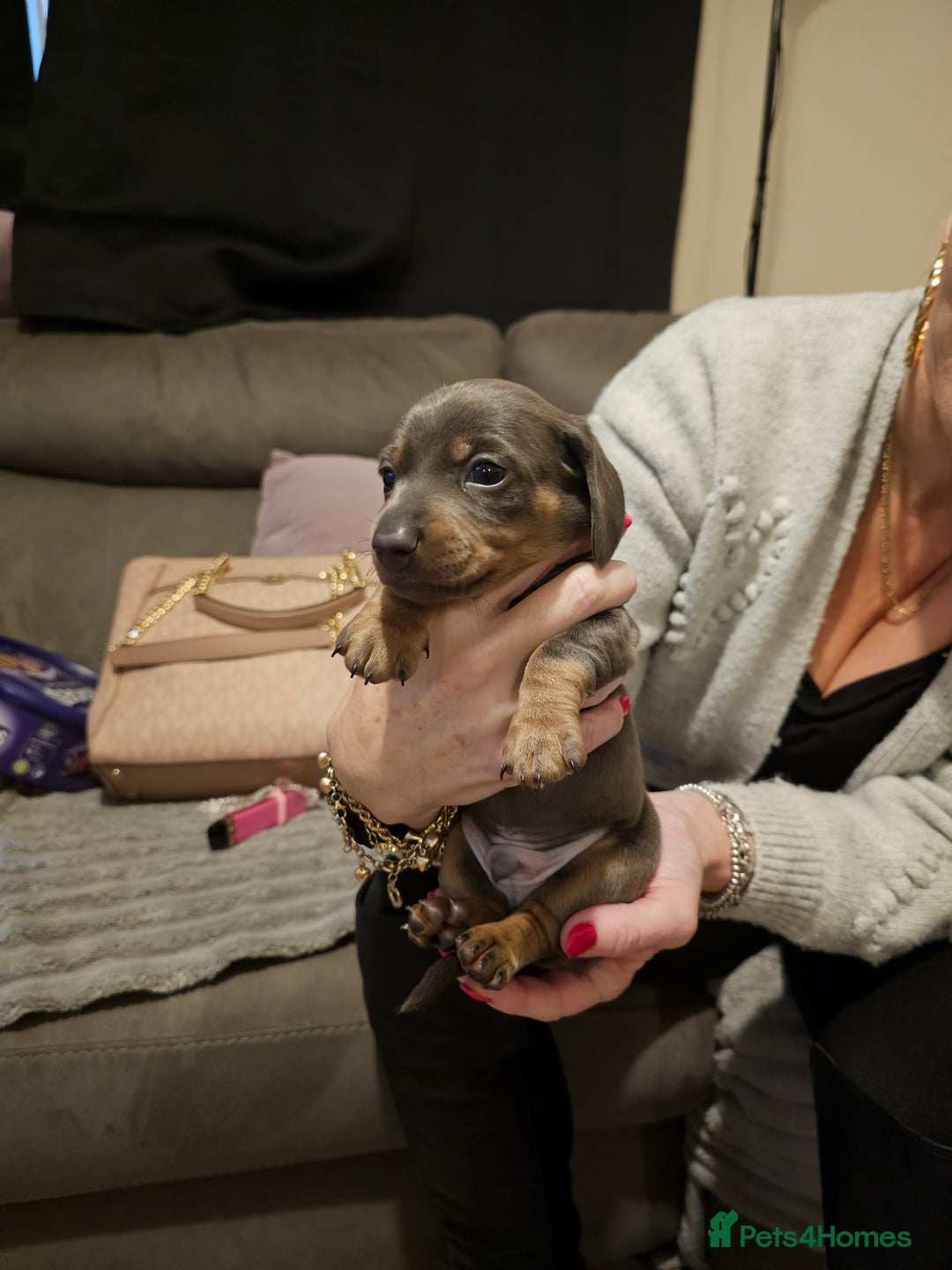 Miniature Dachshund dogs for sale: Beautiful miniature dachshund pups - Advert 6