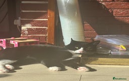 Mixed Breed cats for sale: Cats for sale  - Image 4