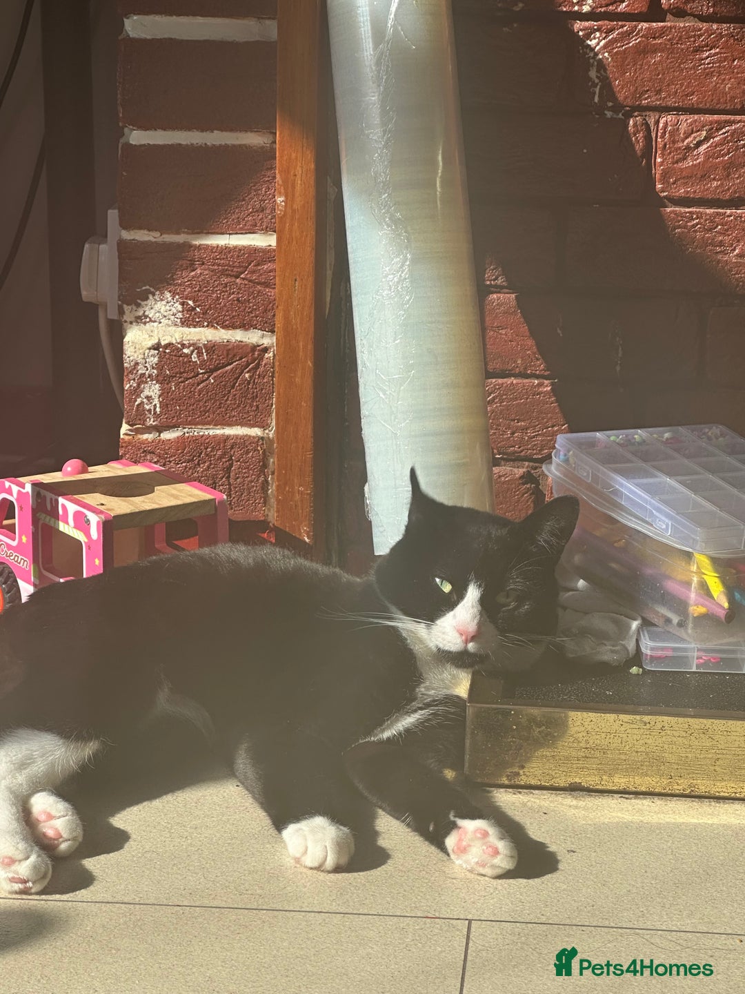 Mixed Breed cats for sale: Cats for sale  - Image 4
