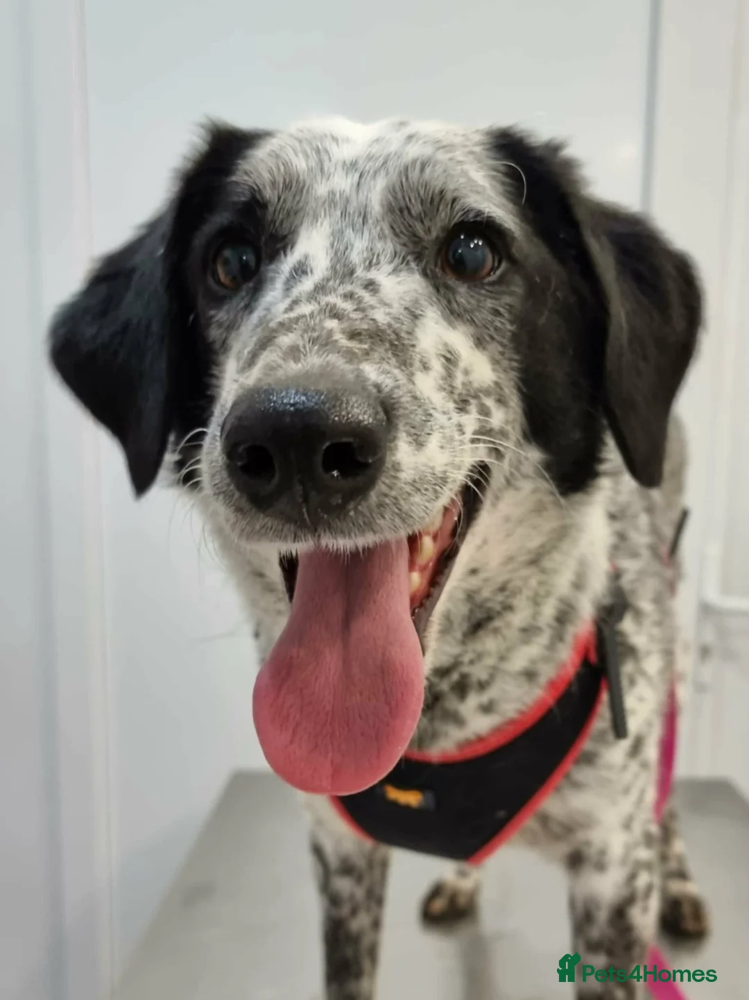 Mixed Breed dogs for adoption: Darling Trixie is looking for forever 💖 - Advert 1