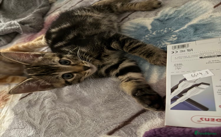 Domestic Shorthair cats - Advert 5