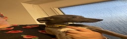Whippet dogs for sale: Blue KC whippet’s puppies for sale - Advert 2